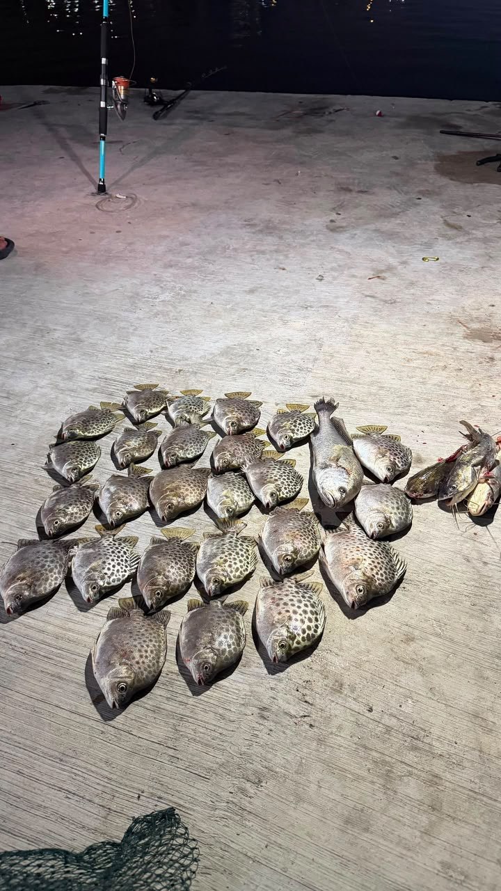 fish