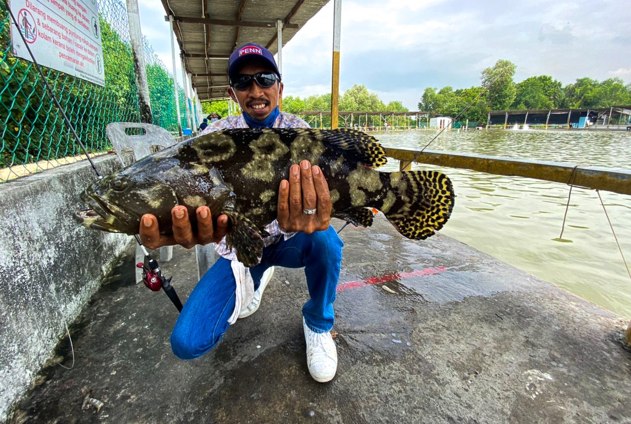 Ikan Kerapu
